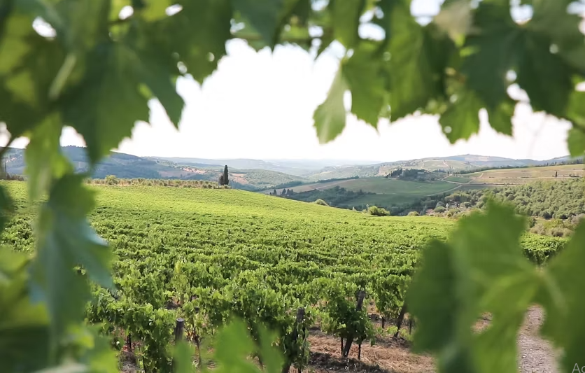 Chianti afternoon experience with two wine tastings - Image 5